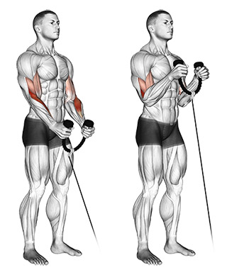 Cable Hammer Curls, demonstration