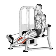 Calf Extension (Machine)