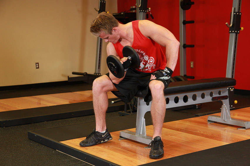 Concentration Curls, end position