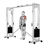 Lateral Raise (Cable)