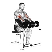 Preacher Curl (Dumbbell)