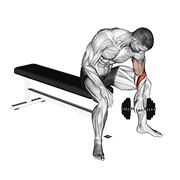 Reverse Grip Concentration Curl