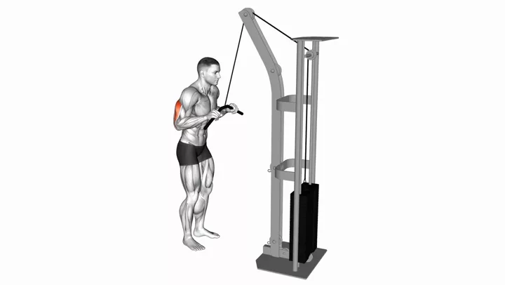 Triceps Pushdown, demonstration